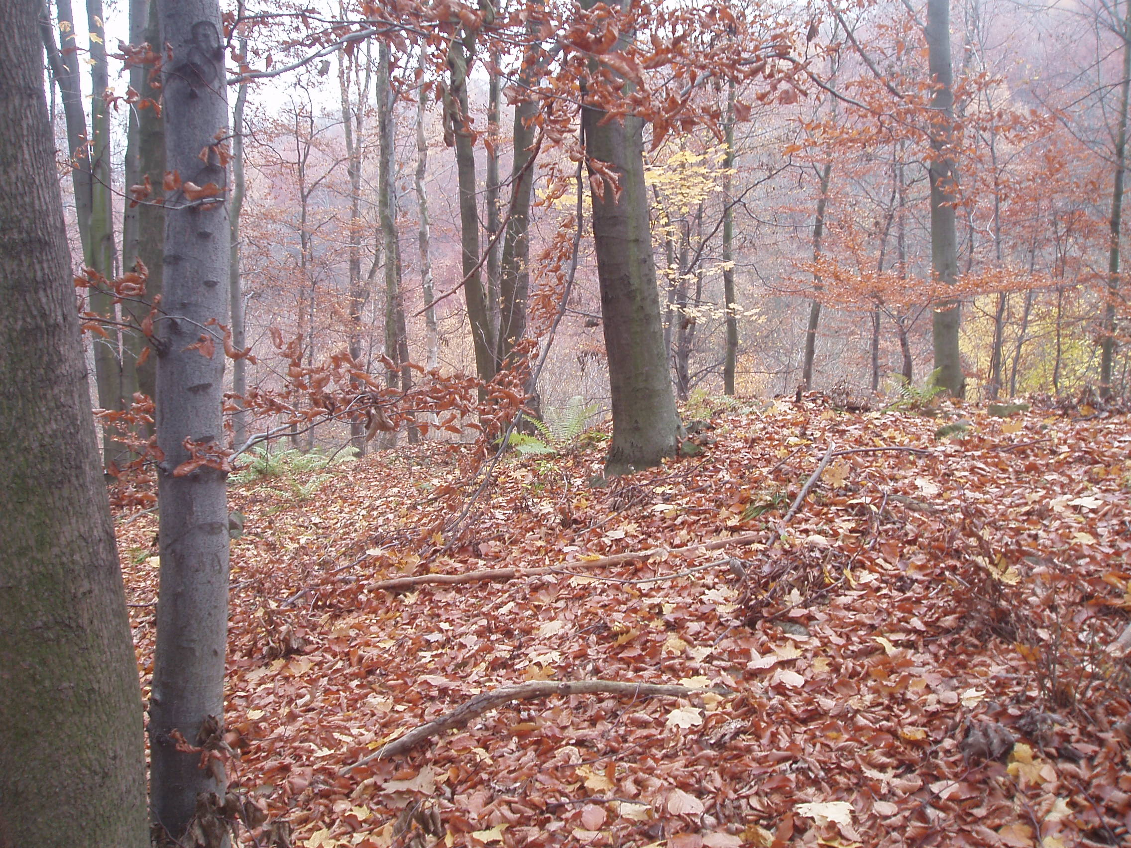 VB09 008.jpg