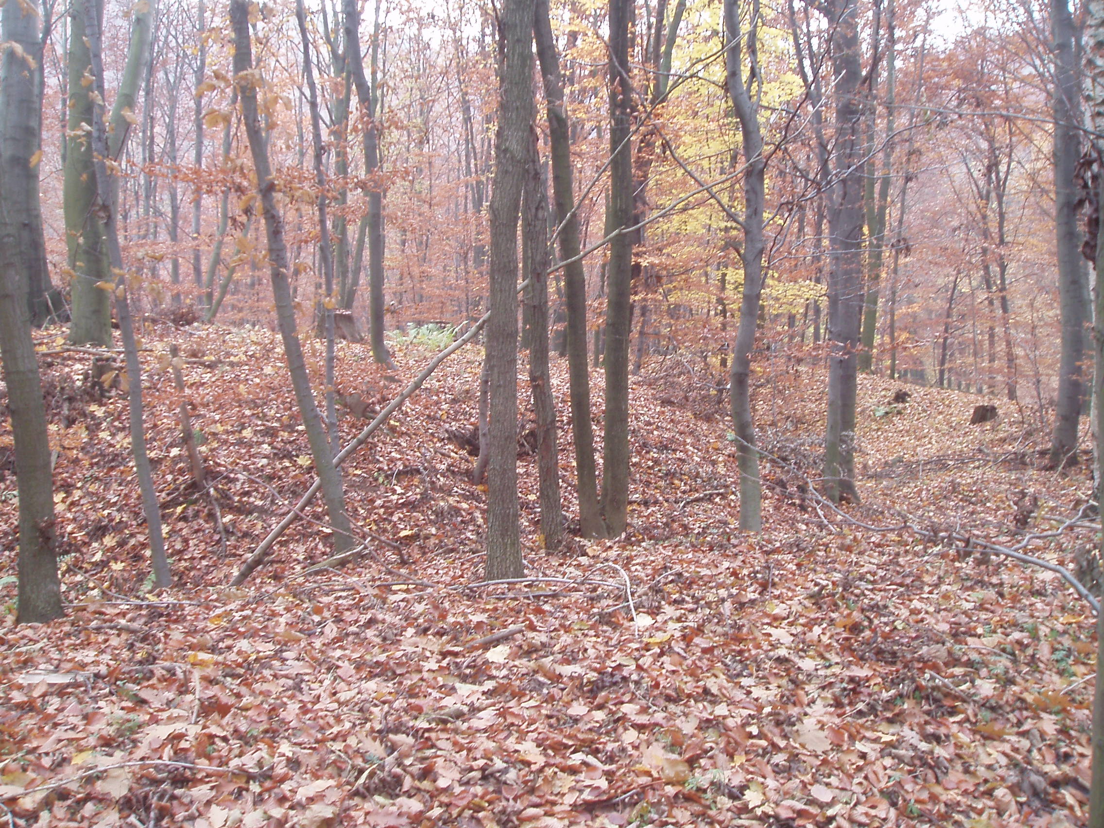 VB09 014.jpg