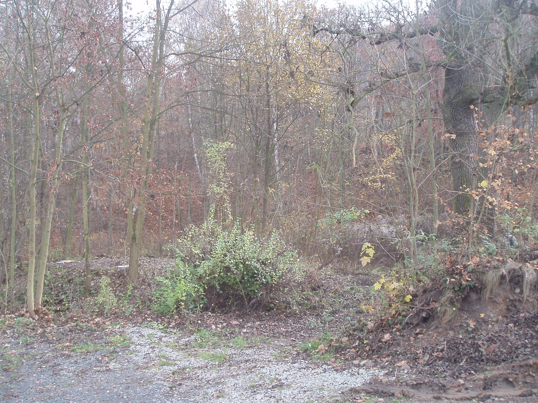 VB09 031.jpg